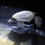 Baby Turtle Hatched at Agonda Beach